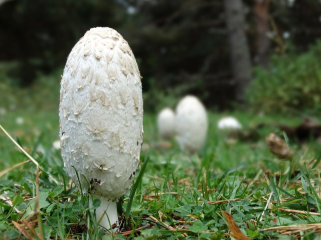 3Coprinus comatus